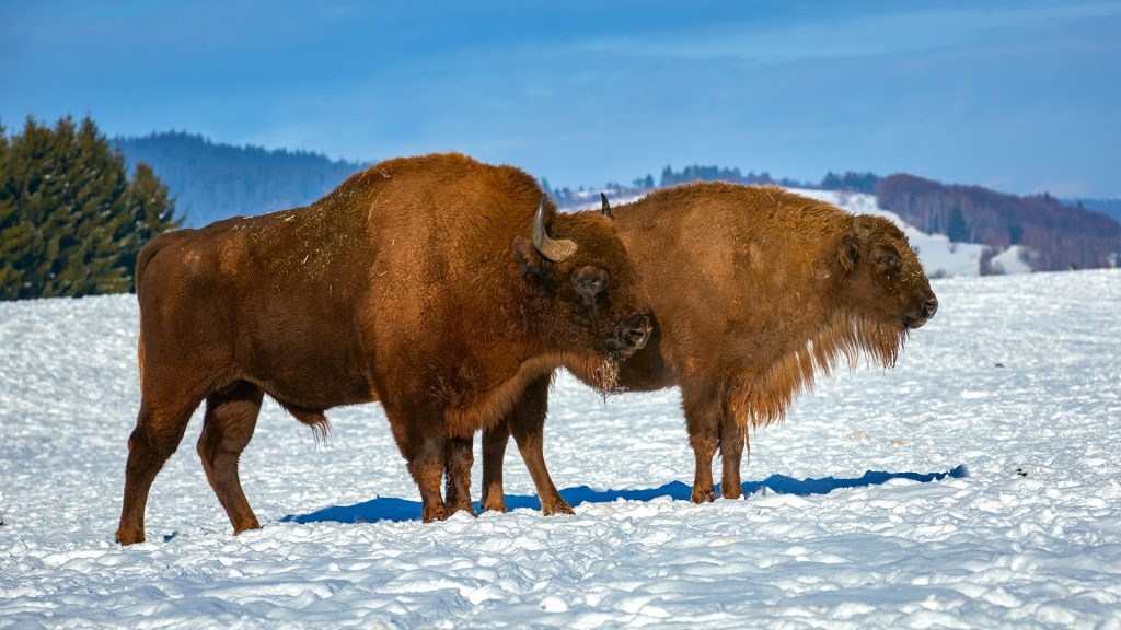 muskoxen